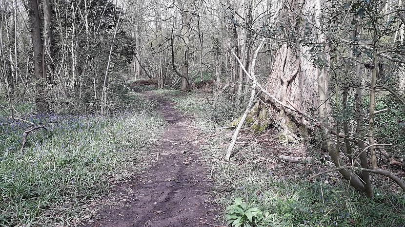 Autors: Griffith Sēņu medību sezona ir atklāta - UK meži.