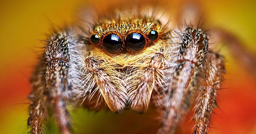 Scaroniem zirnekļiem ir ļoti... Autors: Kapteinis Cerība Interesanti fakti par Lēcējzirnekli