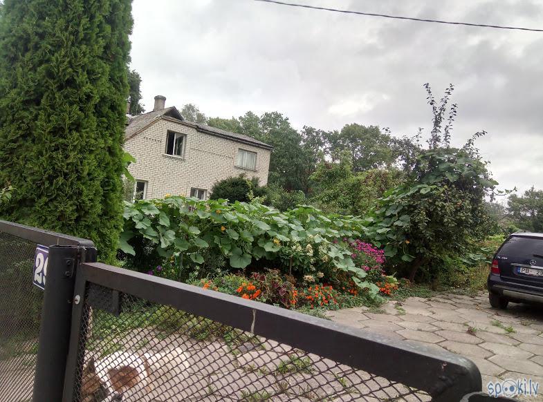Skats no kaimiņu puses  ābelē... Autors: Raziels Kā izskatās dārzs, kurš trīs gadus nav ne rakts, ne laistīts