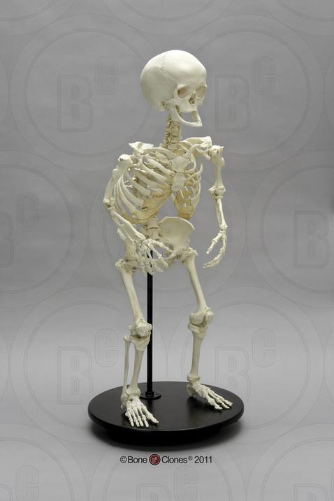 Pundura skelets Par punduriem... Autors: The Diāna Izglītojoši: Neparasti skeleti, kuri ilustrē slimības un procesus