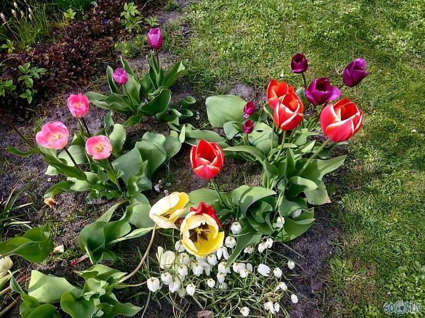 Tulpes scaronogad zied ilgi Autors: rasiks Beidzot Rīgā līst lietus.