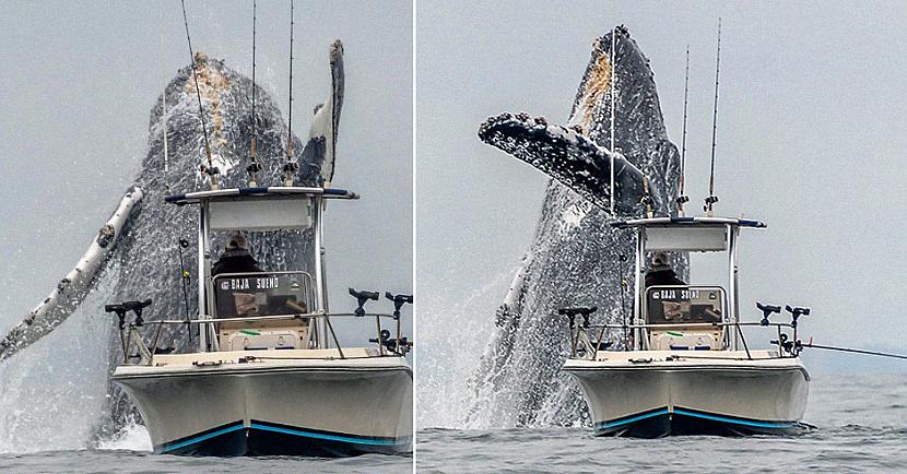 nbspScaronis video uzņemts... Autors: matilde Video: Valis pārsteidz makšķernieku, izlecot no ūdens blakus laivai