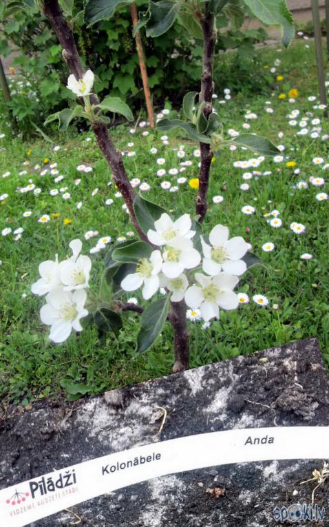Baltiem ziediem uzziedēja... Autors: rasiks Balti ziedi visapkārt