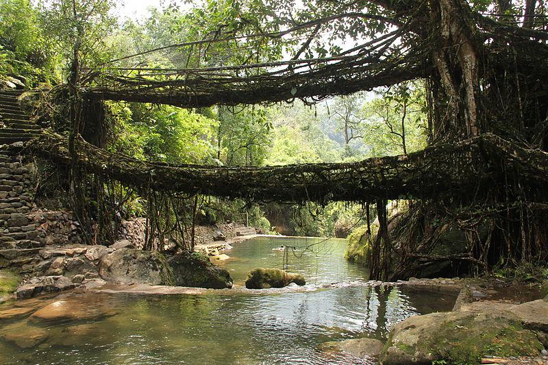 Tilti veidoti no koku... Autors: Lestets 20 lietas, ko var ieraudzīt tikai Indijā