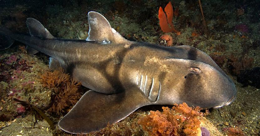 Portdžeksonas haizivsTā ir... Autors: Lestets 8 neparasti dzīvnieki, kas pārsteidz zinātniekus