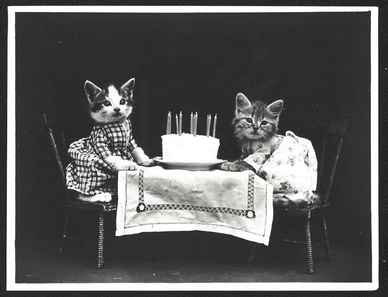 Dzimscaronanas dienas kūka Autors: Lestets Retro bildes ar kaķiem, kas dara ikdienišķas cilvēku lietas