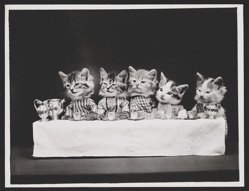 Izsalkuscaronie Autors: Lestets Retro bildes ar kaķiem, kas dara ikdienišķas cilvēku lietas