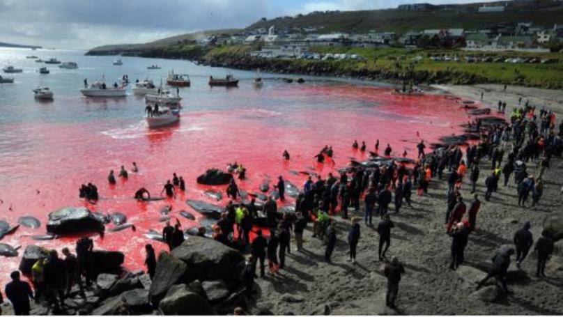 nbspScaronī izklaide katru... Autors: matilde Ikgadējā vaļu slepkavošana Fēru salās pārvērš jūru asinssarkanā krāsā