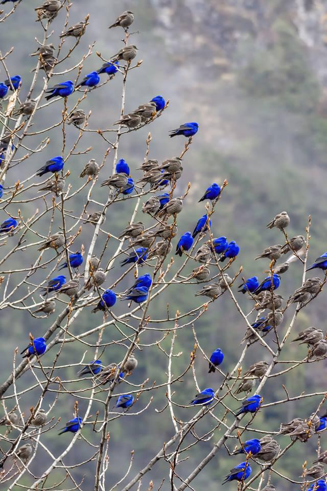 Tās ir indigo stērstes  tēviņi... Autors: Lestets 19 fotogrāfijas, kas var likties kā atklāsme