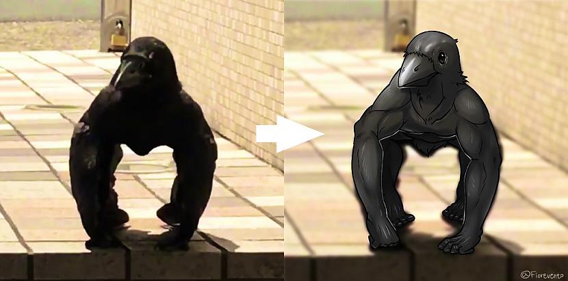 nbspNoskaties video Autors: matilde Interneta hits: Vārna, kura izskatās kā Gorilla