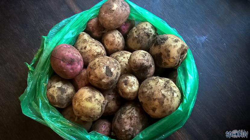 Ari pirma kartupeļu raža cmuka... Autors: mazais muks Kurzeme - te ir interesanti!