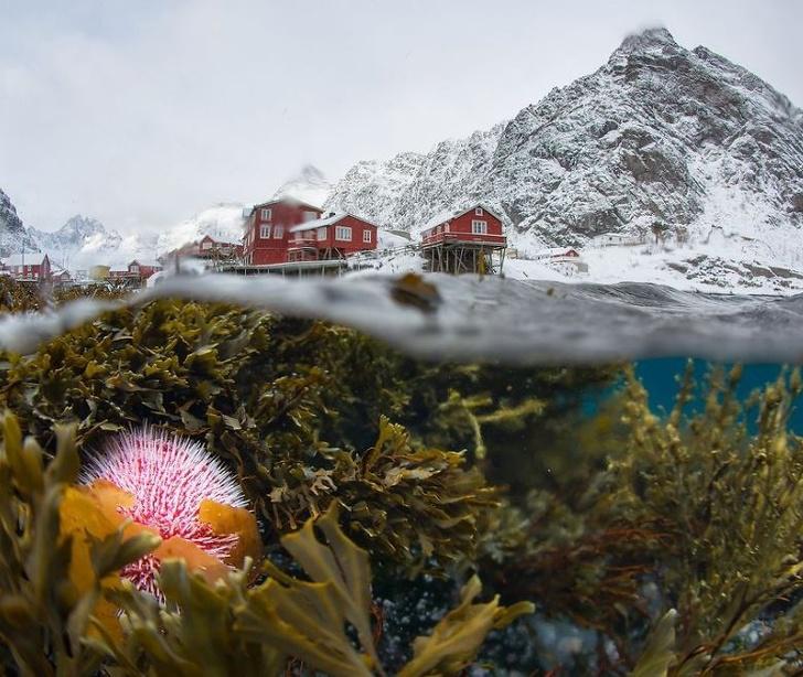 Lofotu salas Norvēģijā Kamēr... Autors: Lestets Savilņojušas fotogrāfijas no "National Geographic"