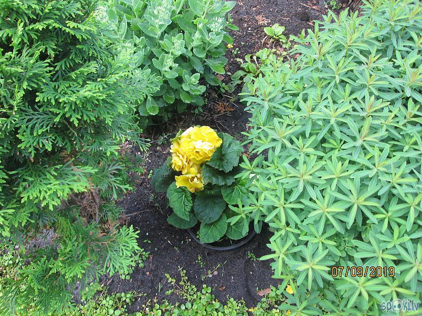 Dzeltenā begonija slēpjas no... Autors: rasiks Bildes no neprognozējamās vasaras