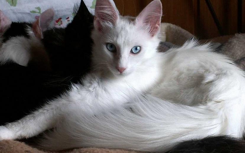  Autors: Fosilija Baltais skaistums. Turku Angoras kaķis