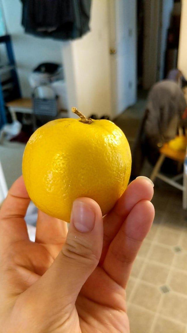 nbspScaronis citrons vienmēr... Autors: matilde 25 reizes, kad māte daba mazliet sajauca augļus ar dārzeņiem