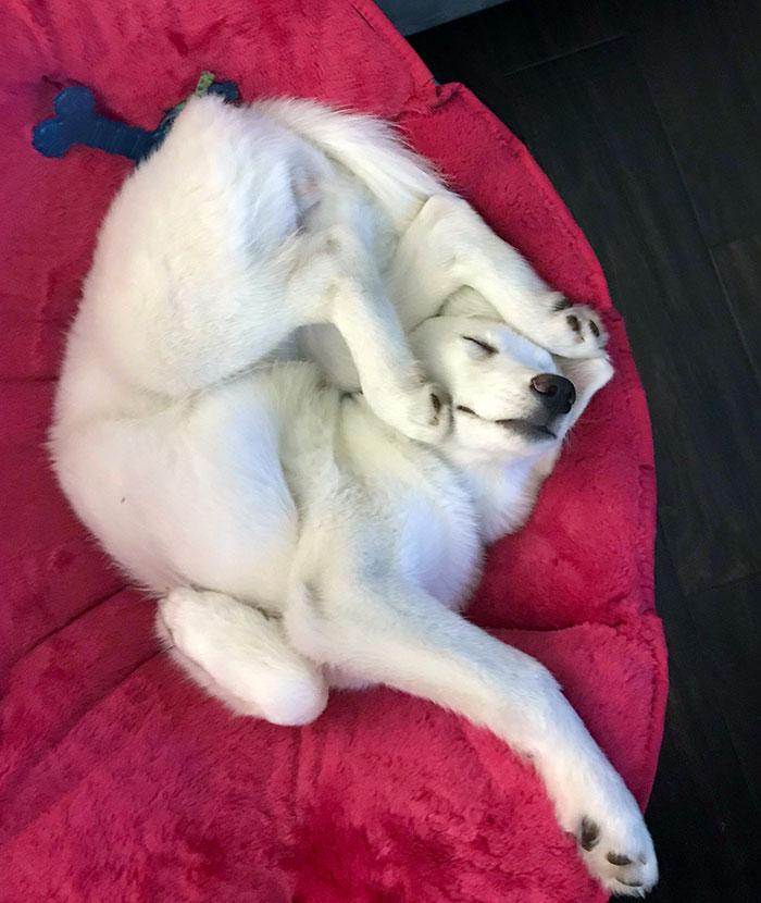  Autors: matilde 20+ suņi, kuri kaut ko darīja, bet tad aizmiga smieklīgā vai dīvainā pozā