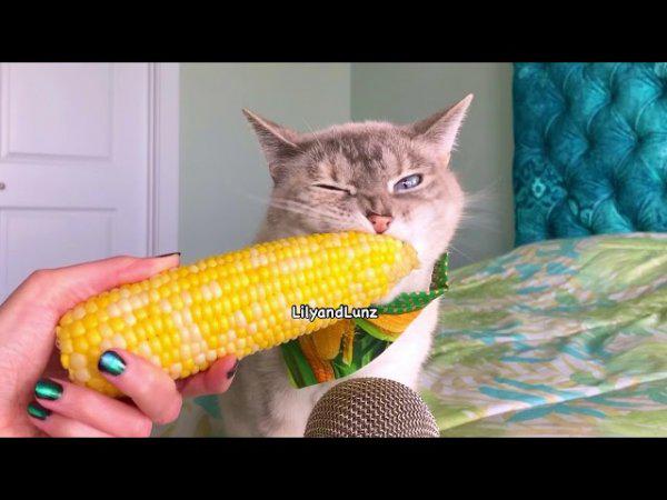  Autors: Fosilija Nebaidies! Ar tavu redzi viss  kārtībā. Šis kaķis tiešām ēd kukurūzu!