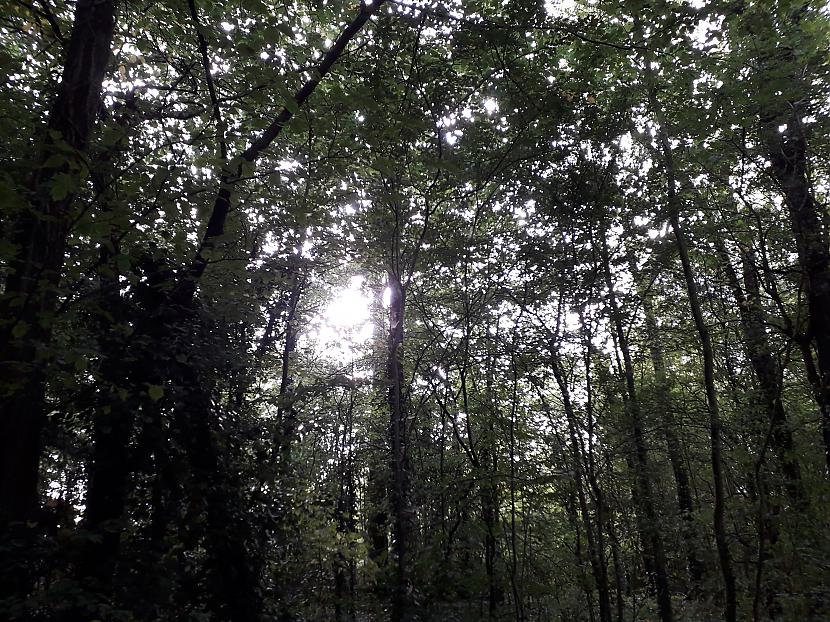  Autors: Griffith Malvernas lauki un mežs, 8. septembris. 1/2 daļa.