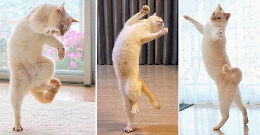 nbspLai gan rudais kaķis... Autors: matilde Par interneta sensāciju kļuvis dejojošais kaķis no Japānas