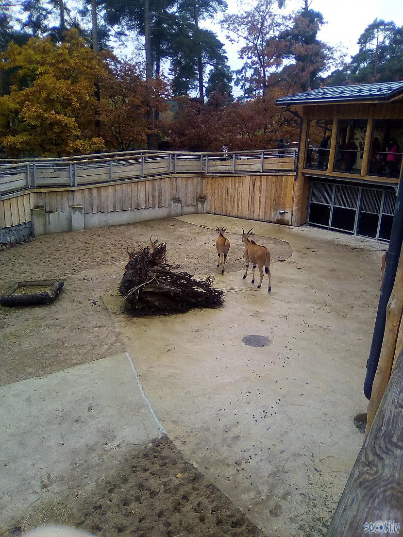  Autors: Drakonvīrs Āfrikas savanna Rīgas Zooloģiskajā dārzā