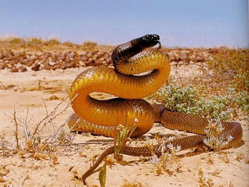 Indīgākā čūska pasaulē Ar... Autors: Fosilija Vai visas čūskas ir indīgas?