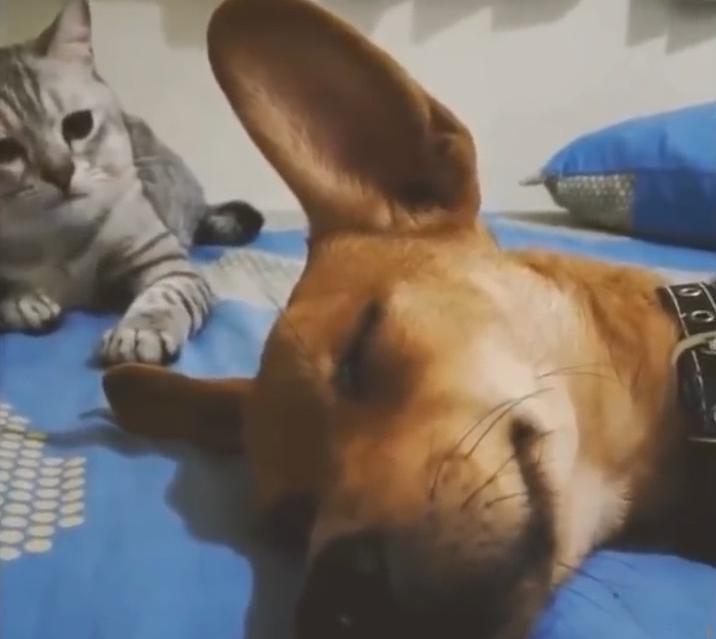 bilde no video Autors: Agnis Celms #3 Izlase - Kā suns ar kaķi