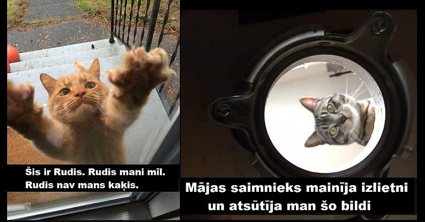  Autors: The Diāna Smieklīgas kaķu bildes labākam noskaņojumam (21 attēls)