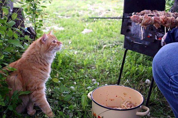  Autors: Fosilija Lauku kaķi un viņu piedzīvojumi (30 foto)