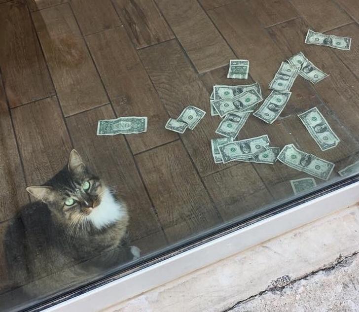 nbspIzbrīnu darbinieku vidū... Autors: matilde Biroja kaķis peļu vietā ķer naudu, un neviens par to nesūdzas
