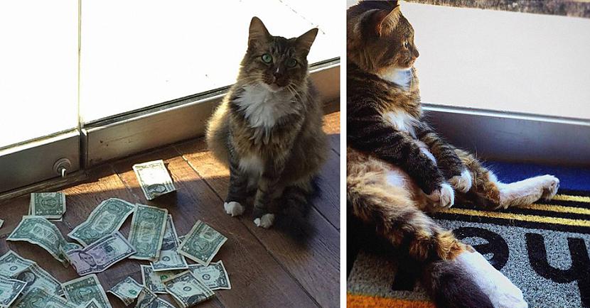 kaķis kā nopelnīt naudu