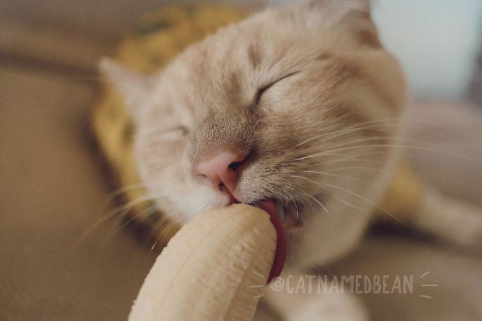  Autors: matilde Kaķis, kuram garšo banāni, un viņa saimnieks, kuram tas šķiet neķītri
