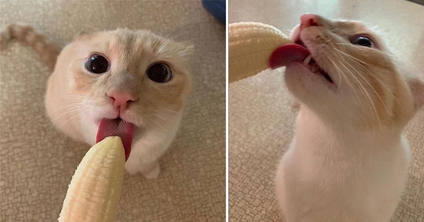 Vispār  kopscaron kura laika... Autors: matilde Kaķis, kuram garšo banāni, un viņa saimnieks, kuram tas šķiet neķītri