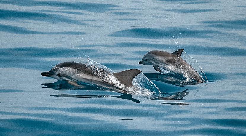 Delfīniem ir savi vārdi Autors: Lestets 14 absurdi fakti, kas tevi pārsteigs