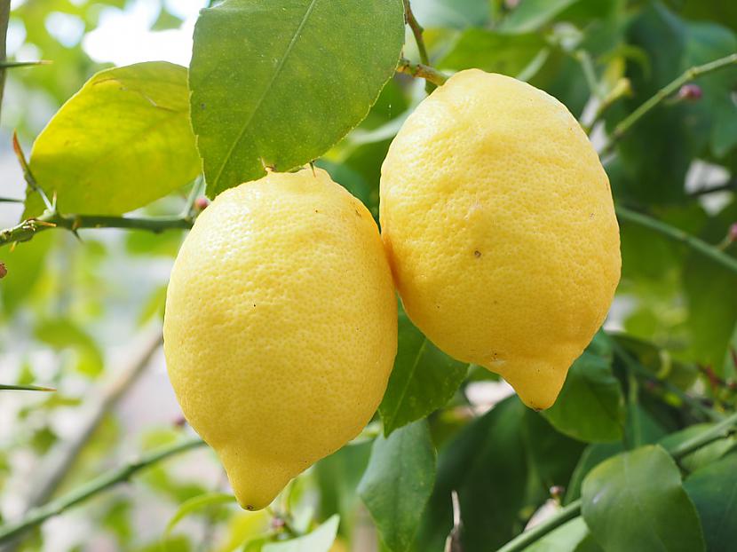 Cukura saturs citronos ir 70... Autors: Lestets 14 absurdi fakti, kas tevi pārsteigs