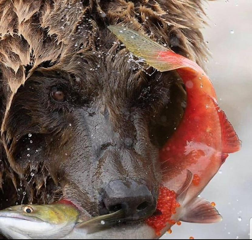 Papildinājums grizli lāča... Autors: Lestets 15 interesanti attēli, kas var būt nedaudz biedējoši