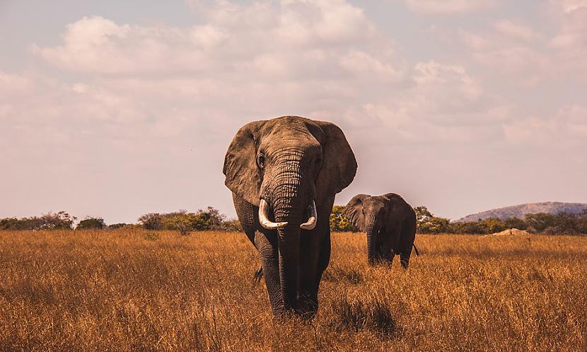Ziloņi var gadiem skumt par... Autors: Lestets 12 fakti par dzīvniekiem, kas tos padara cilvēcīgākus par pašiem cilvēkiem