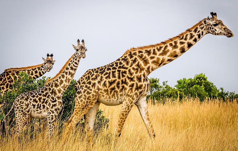 Žirafēm ir ļoti grūti palikt... Autors: Lestets 15 interesanti dzīvnieku fakti, kas mūs var pārsteigt