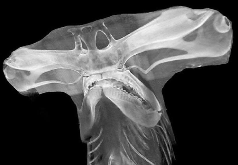 Tā izskatās āmurzivs... Autors: Lestets 15 interesanti dzīvnieku fakti, kas mūs var pārsteigt