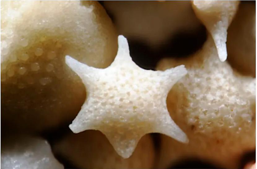 Scaronādas zvaigznītes... Autors: The Diāna Re, cik skaisti izskatās smiltis 300 reižu palielinājumā