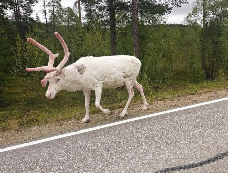 Albīns ziemeļbriedis kurscaron... Autors: The Diāna 20+ vizuāli pierādījumi tam, ka pasaule ir brīnumu pilna