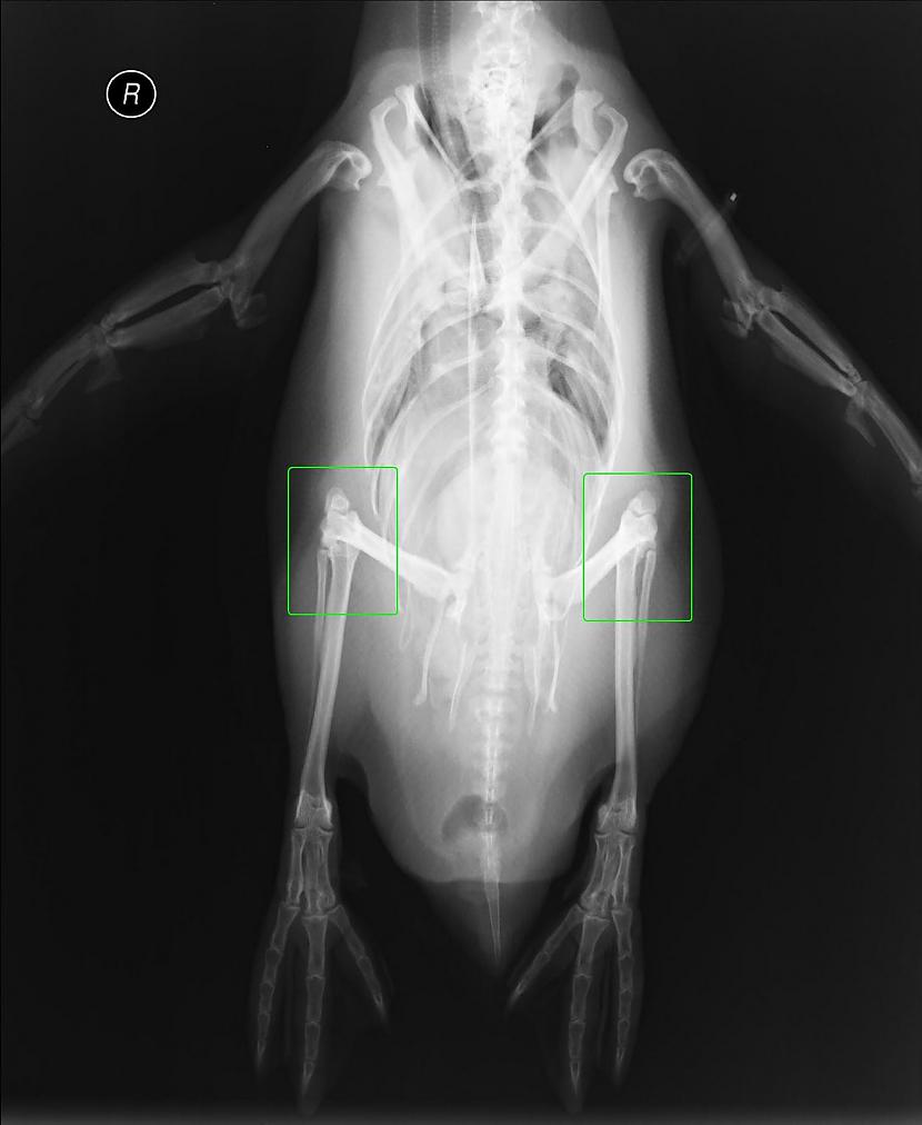 Pingvīns Uzsvars uz pingvīna... Autors: The Diāna Apbrīnojamā pasaule: Dzīvnieku rentgenuzņēmumi