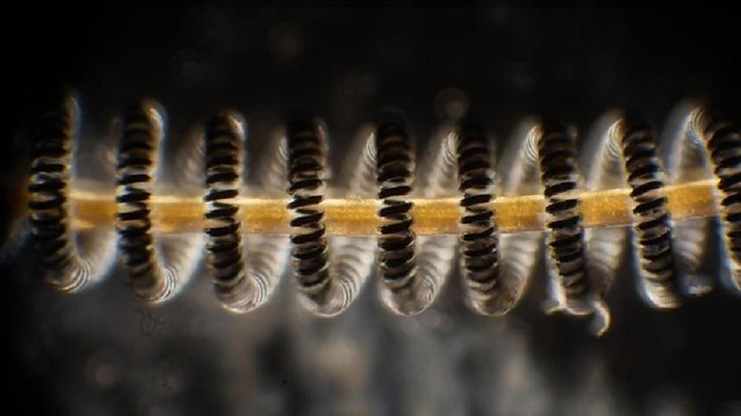 Cilvēka mats un spuldzes... Autors: Lestets Lietas, kuru atšķirības ir pamanāmas tikai zem mikroskopa
