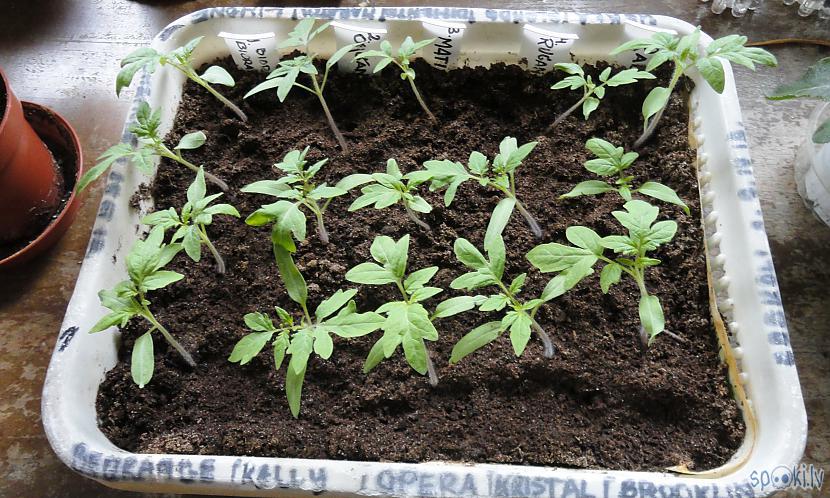 Tomāti jau izauguscaroni drīz... Autors: Werkis2 Werkis d(' _ ')b atkal sēj un audzē papriku, tomātus, salātus u.tjpr. (2020)