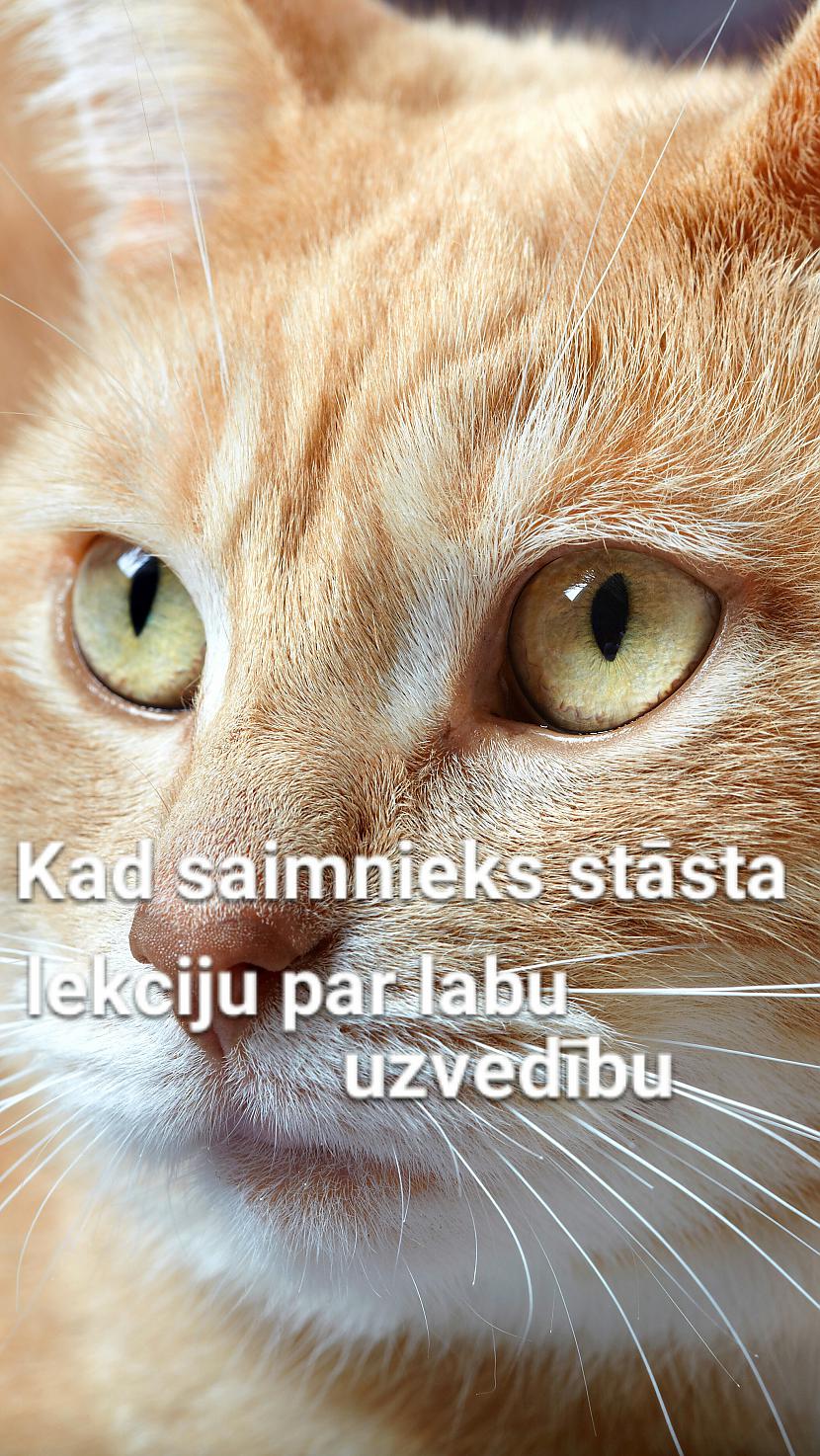 6 Autors: Komentētāja  9 kaķu memes