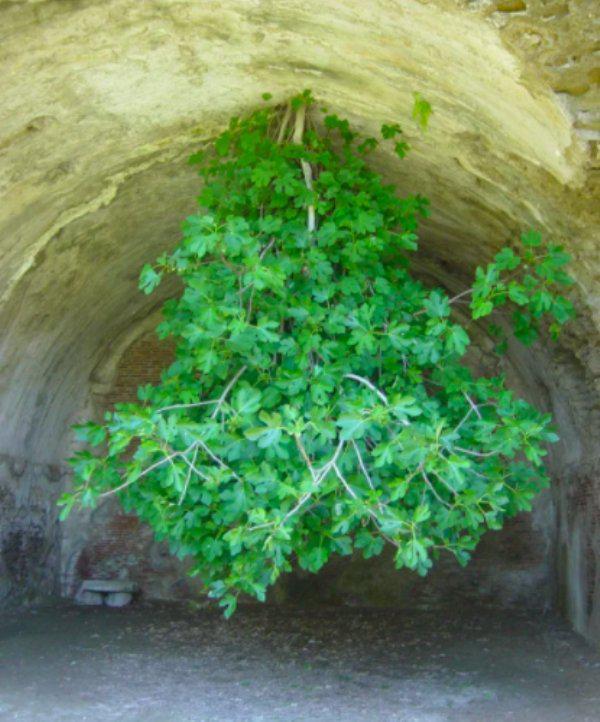  Autors: Fosilija Kad daba uzvarēja cīņā pret civilizāciju... 🌳🌴🍀