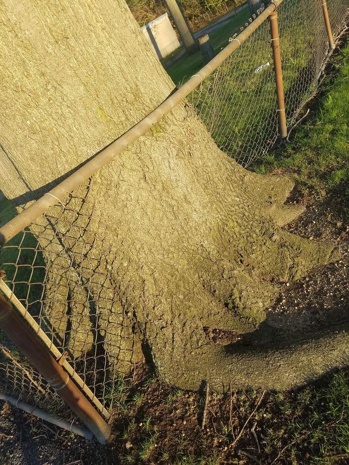  Autors: Fosilija Kad daba uzvarēja cīņā pret civilizāciju... 🌳🌴🍀