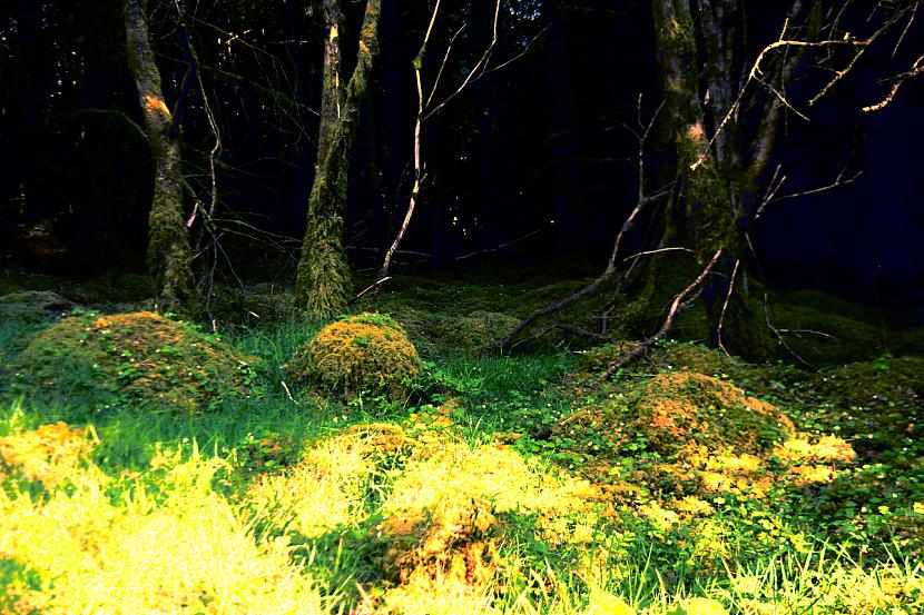  Autors: Strāvonis Pastaiga pa mežu