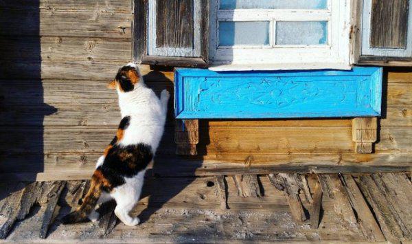  Autors: Fosilija Laukos kaķīšiem dzīve ir lieliska 😾