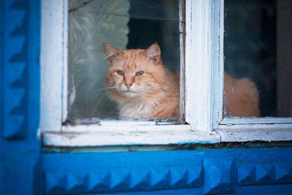  Autors: Fosilija Laukos kaķīšiem dzīve ir lieliska 😾