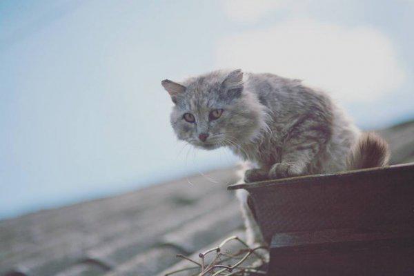  Autors: Fosilija Laukos kaķīšiem dzīve ir lieliska 😾